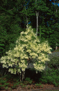 Fringetree or Grancy-Greybeard tree in bloom